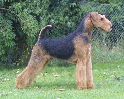 Эрдельтерьер (Airedale Terrier) - порода очень умная, смелая и игривая.  Фото, описание и отзывы о собаке.