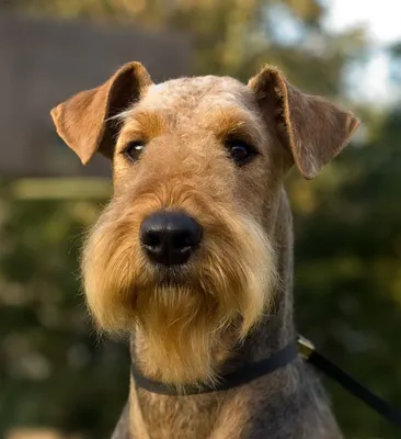 Эрдельтерьер / Airedale Terrier | Razas de perros terrier, Razas de perros,  Perros