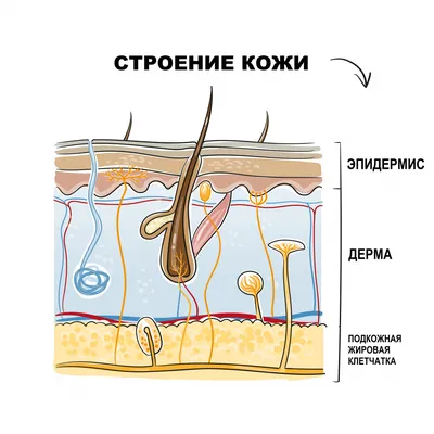 Узловатая эритема - причины появления, симптомы заболевания, диагностика и  способы лечения