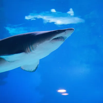 😱 ЕСТЬ ЛИ АКУЛЫ В ЧЁРНОМ МОРЕ❓ 🦈 ⠀ Акулы есть😲, но они не такие большие  и не так опасны для человека. Не это, Вы бы хотели услышать, да?… |  Instagram