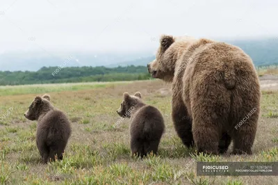 Как подсчитать медведей с помощью термодинамики? Рецепт простой:  фотоловушки, компьютерное зрение и машинное обучение / Хабр