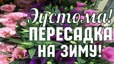 Эустома | Выращивание из семян в домашних условиях