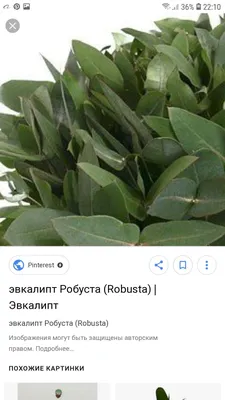 Робуста(эвкалипт) | Plant leaves, Plants, Leaves