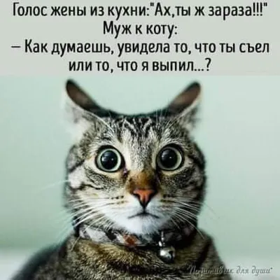 Прикольные картинки анекдоты и всякое такое. - Страница 245 - Общалка - (10  лет) NovFishing: Форум рыбаков и охотников