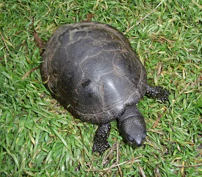 Европейская болотная черепаха фото