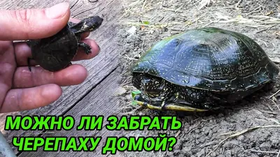 Ещё один отобранный трофей. | Пикабу