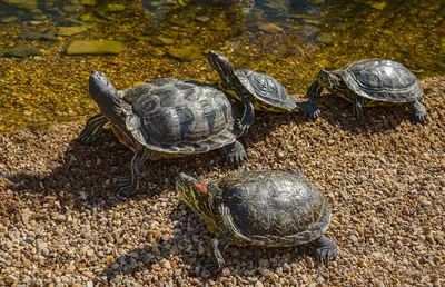В Миорах обнаружили черепаху-«южанку» - KP.RU