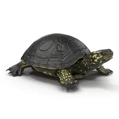 европейская болотная черепаха - www.zhodinonews.by