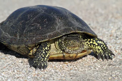 Дело о болотной черепахе. Новости общества