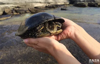 Фотография Европейская болотная черепаха (Emys orbicularis) Пресмыкающиеся  Кавказа, Майкоп | Фотобанк ГеоФото/GeoPhoto | GetImages Group