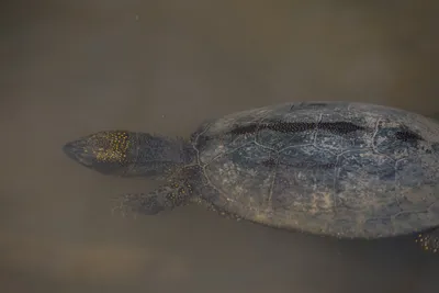 ФотоБлог Торгачкин Игорь Петрович © Igor Torgachkin: Европейская болотная  черепаха / Emys orbicularis / European pond turtle