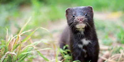 Европейская норка (Вымирающие животные) · iNaturalist