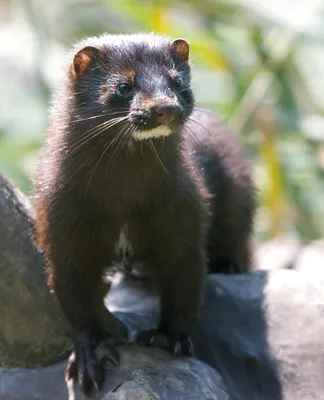 Mustela lutreola Европейская норка