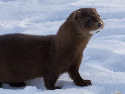 Европейская норка (lutreola Mustela) Стоковое Фото - изображение  насчитывающей алеаторный, млекопитающее: 72885136