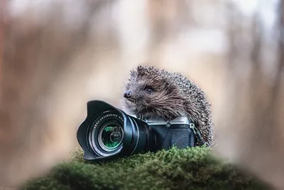 Обои на рабочий стол Ежик и фотоаппарат / В поисках чудесного, фотограф  Александр Чорный, обои для рабочего стола, скачать обои, обои бесплатно