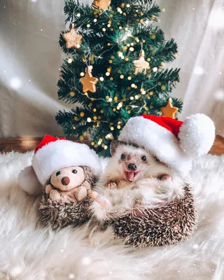 Фото Ежик и плюшевая игрушка ежика в новогодних колпаках лежат на меховом  пледе перед новогодней елкой, автор Mr. Pokee the Hedgehog