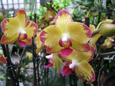 Орхидея Фаленопсис Попугай Phalaenopsis \"Papagayo\" | Татьяна Степанова |  Дзен