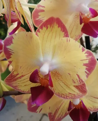 Фаленопсис Попугай (Phalaenopsis Papagayo) — купить в интернет-магазине  Ангелок