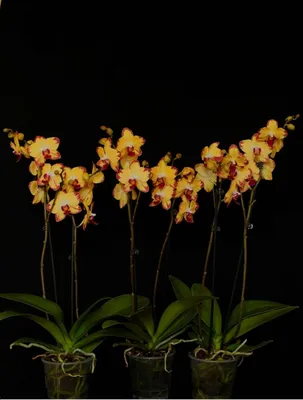 Орхідея Папуга/Phalaenopsis «Papagayo» | Рослини вдома