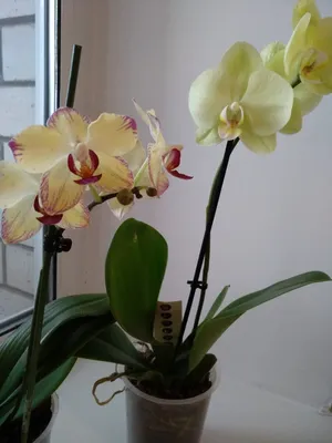 Breezes попугай phalaenopsis orchid | Orquídeas, Plantas, Natureza