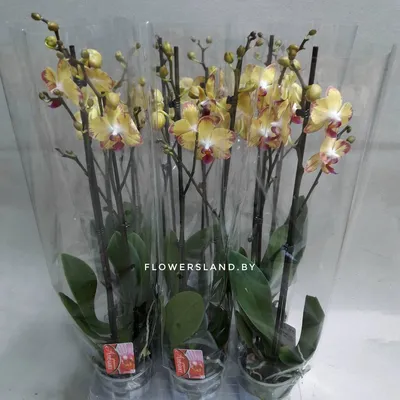 Орхидея Фаленопсис Попугай Phalaenopsis \"Papagayo\" | Татьяна Степанова |  Дзен