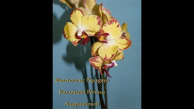 Орхидея фаленопсис Попугай – купить в Москве, цена 1 200 руб., продано 29  августа 2020 – Растения и семена