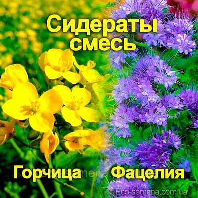 Купить Смесь на сидерат - Горчица + Фацелия, от 1 кг на развес, цена 150  грн — Prom.ua (ID#744024216)