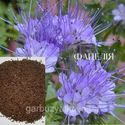 Семена Фацелия на вес 100 г Агроконтракт, цена 20 грн в Стрые — Prom.ua  (ID#1758230508)