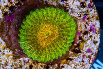 Favia Copperplate in Coral ID - The Whitecorals coral encyclopedia [Coral  Species \u0026 Farming Information]