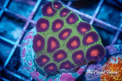 Watermelon Favia Coral Frags - Buy Online!