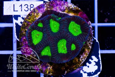 Favia Alien Eye in Coral ID - The Whitecorals coral encyclopedia [Coral  Species \u0026 Farming Information]