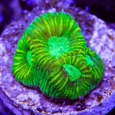 LBA Aquatics | Buy Coral Online | Exotic Live Corals Frags, Colonies.  WYSIWYG Mean Green Favia Aquacultured