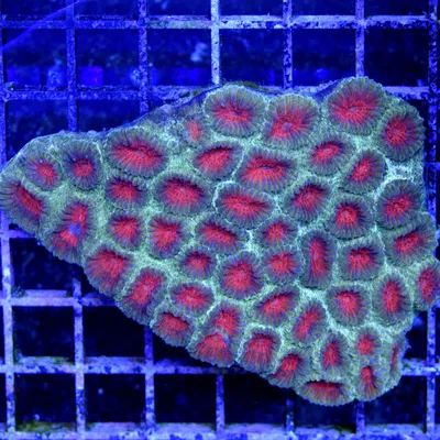 Christmas Favia WYSIWYG - Bayside Corals