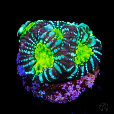 WWC Night Vision Favia Coral | World Wide Corals