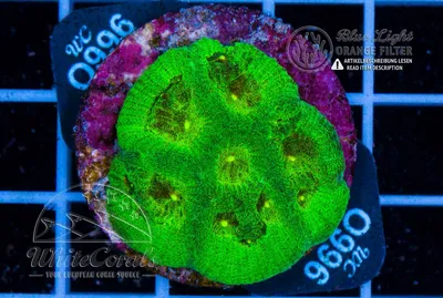 Favia Yellow Dot in Coral ID - The Whitecorals coral encyclopedia [Coral  Species \u0026 Farming Information]