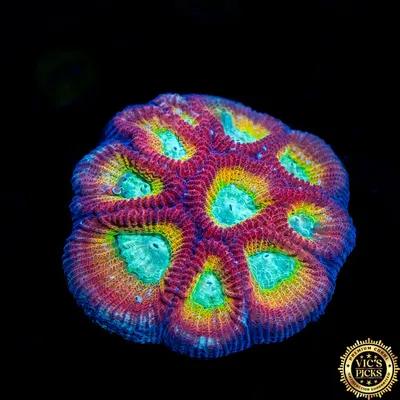 WWC Fantasmo Favia | World Wide Corals