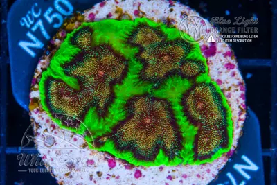 Favia Green Jewel in Coral ID - The Whitecorals coral encyclopedia [Coral  Species \u0026 Farming Information]