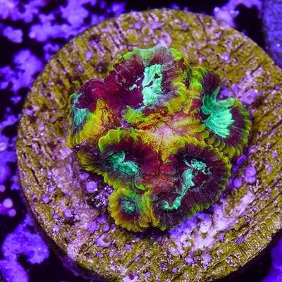LBA Aquatics | Buy Coral Online | Exotic Live Corals Frags, Colonies.  WYSIWYG Electric Wolverine Favia Aquacultured
