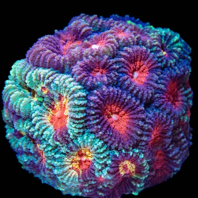 Tidal Gardesn - Favia Coral Care