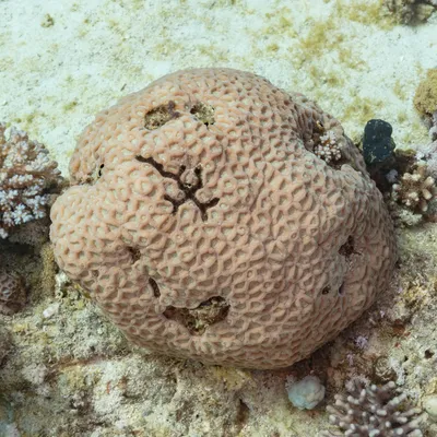 File:Coral (Favia favus), Ras Katy, Sharm el-Sheij, Egipto, 2022-03-26, DD  84.jpg - Wikimedia Commons