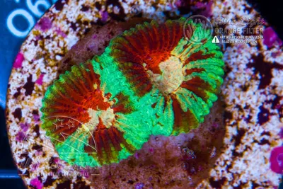 Favia Cherry Bomb in Coral ID - Das Korallenlexikon von Whitecorals  [Korallenarten \u0026 Haltungsinformationen]