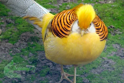 Желтый золотой фазан | Питомник декоративных птиц
