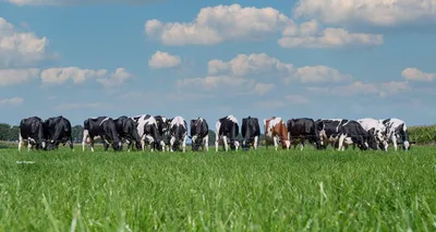 ТОП-50 молочных ферм Казахстана по удоям в 2020 году