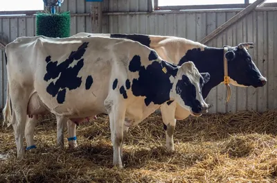 В Приамурье заработает молочная мегаферма на одну тысячу коров - РИА  Новости, 01.03.2022