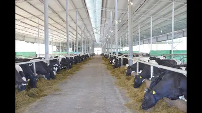 6 основных потребностей молочных коров и признаки того, что они не  удовлетворены - ABS Global Russia