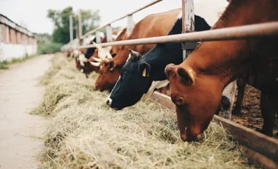 Коровы на ферме плохие условия содержания крупного рогатого скота коровья  морда крупным планом за забором сельское хозяйство и животноводство стадо  коров в коровнике на молочной ферме | Премиум Фото