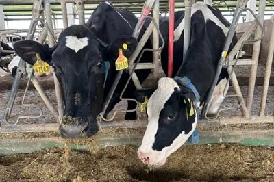 Коровы, фермер и его жена останутся довольны | Euronews