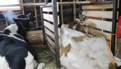 Как производят молоко. Молочная ферма с самой большой автоматической  доилкой в России | Пикабу