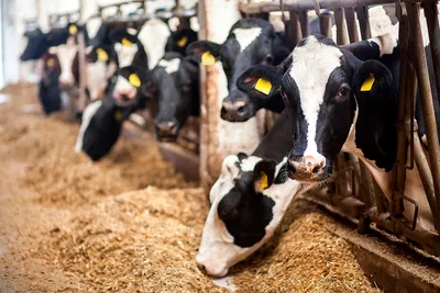 Коровы на молочной ферме | Премиум Фото