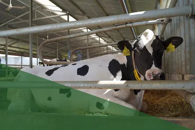 Роботизированная ферма на 825 коров заработала в Борском районе